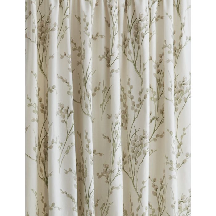 Pussy offwhite Hedgerow 2