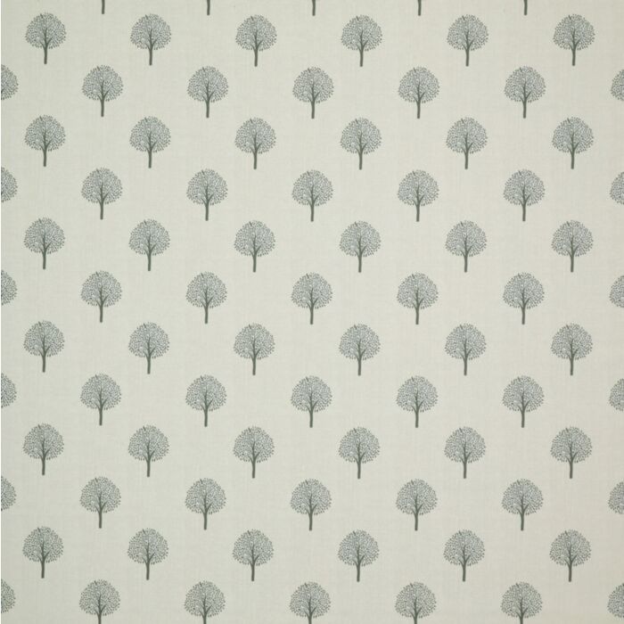 Fern