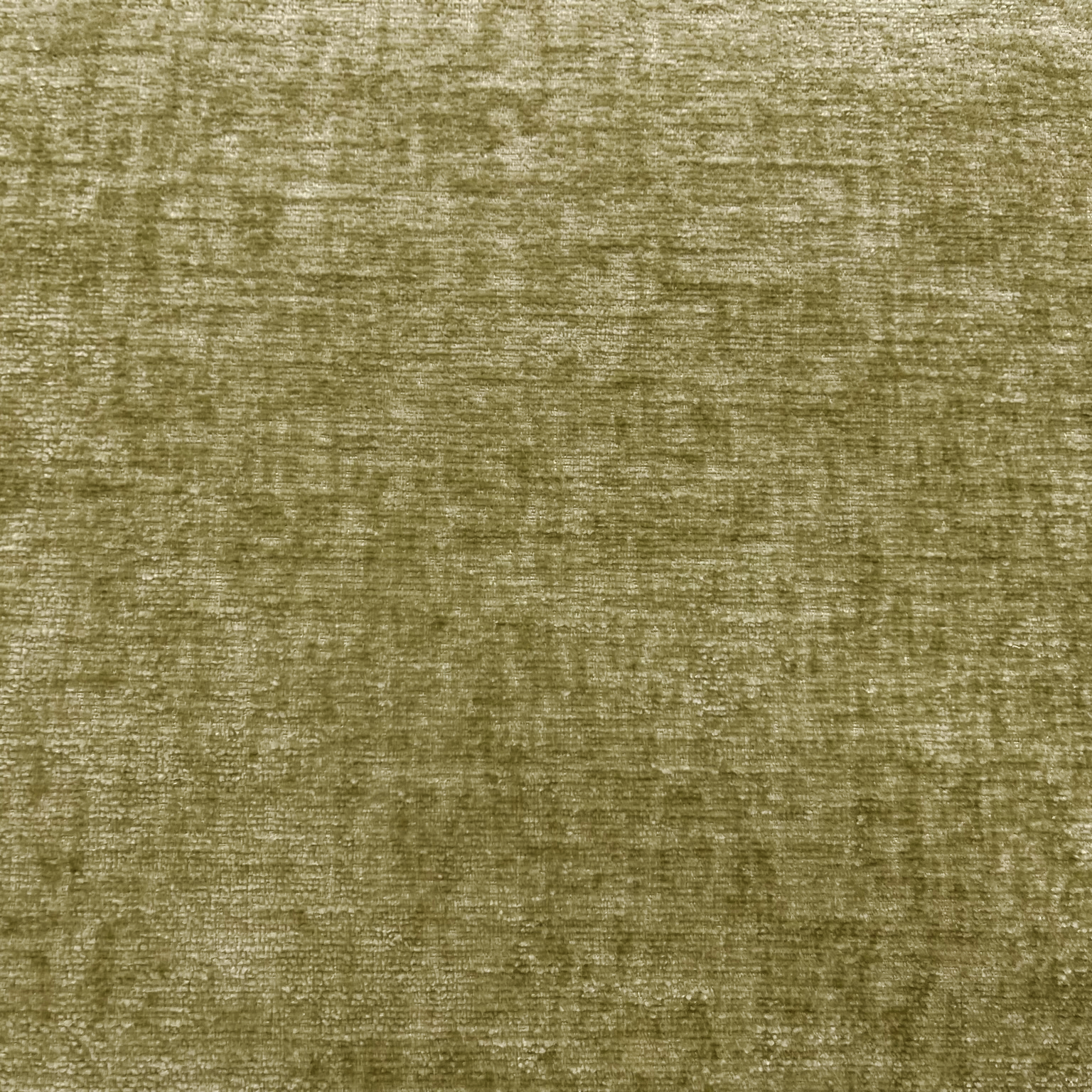 Barcelona eucalyptus