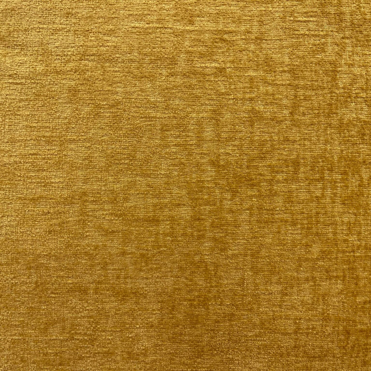 Barcelona honeysuckle